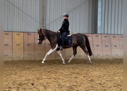 More ponies/small horses, Mare, 15 years, 14.1 hh, Pinto