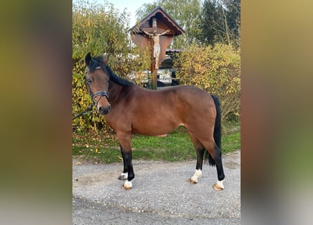 More ponies/small horses, Mare, 17 years, 12,1 hh, Brown