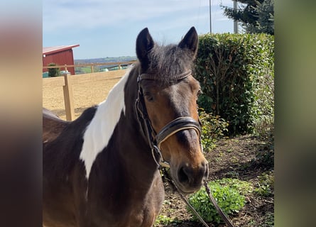 More ponies/small horses, Mare, 17 years, 13.1 hh, Pinto