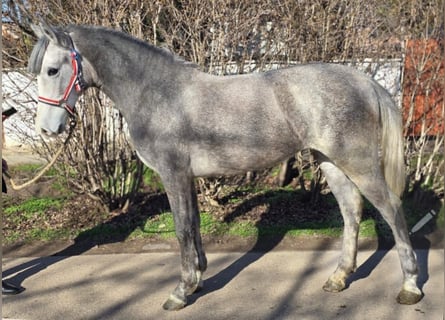 More ponies/small horses, Mare, 3 years, 14,1 hh