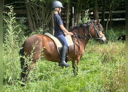 More ponies/small horses, Mare, 4 years, 10,2 hh, Brown