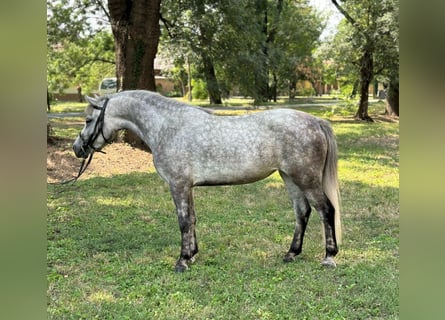 More ponies/small horses, Mare, 4 years, 12.2 hh, Gray-Dapple