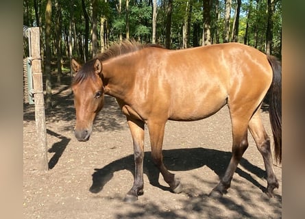 More ponies/small horses, Mare, 4 years, 14,1 hh, Brown