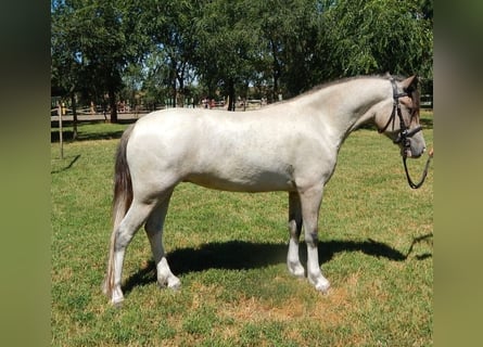 More ponies/small horses, Mare, 4 years, 14.1 hh, Gray