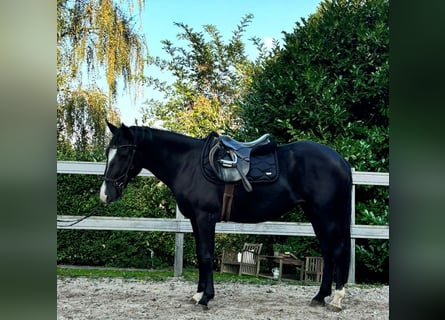 More ponies/small horses, Mare, 4 years, 14,2 hh, Black