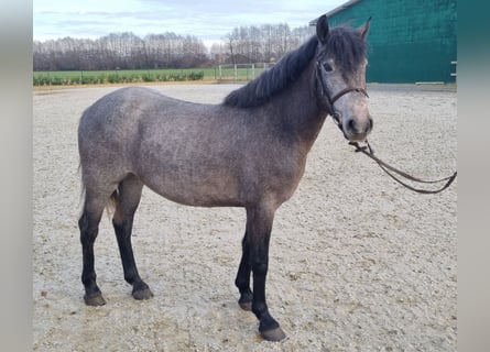 More ponies/small horses, Mare, 4 years, 14,2 hh, Gray