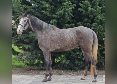 More ponies/small horses, Mare, 4 years, 14.2 hh, Gray