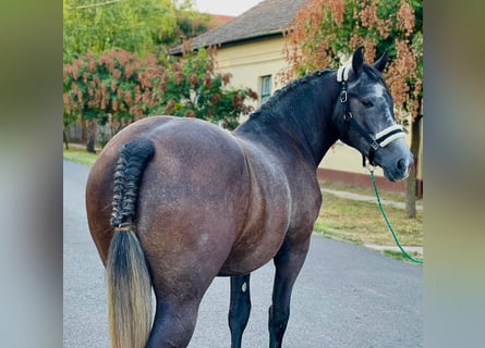 More ponies/small horses, Mare, 4 years, 14,3 hh