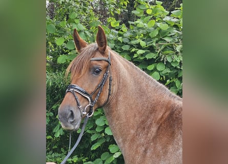 More ponies/small horses, Mare, 4 years, 15.1 hh, Roan-Red