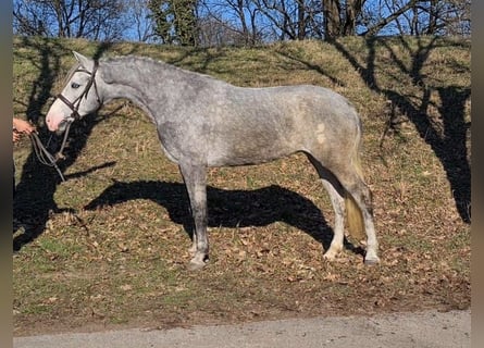 More ponies/small horses, Mare, 4 years, 15 hh, Gray-Dapple