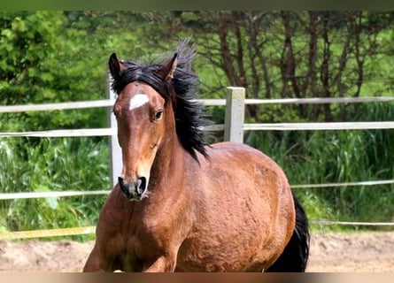 More ponies/small horses Mix, Mare, 5 years, 13.2 hh, Brown