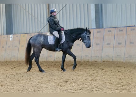 More ponies/small horses, Mare, 5 years, 13.2 hh, Gray-Blue-Tan