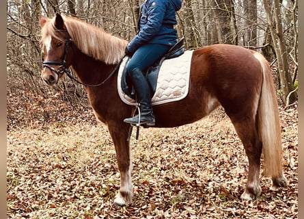 More ponies/small horses, Mare, 5 years, 14,1 hh, Brown-Light