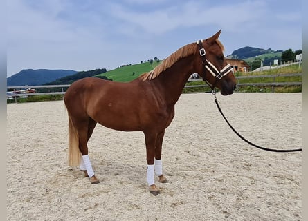 More ponies/small horses, Mare, 5 years, 14.1 hh, Chestnut-Red