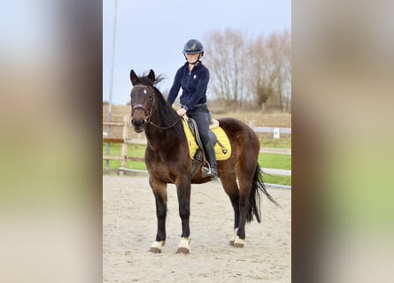 More ponies/small horses, Mare, 5 years, 14,2 hh, Brown