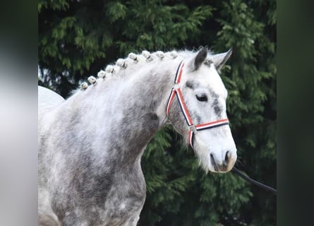 More ponies/small horses, Mare, 5 years, 14.2 hh, Gray-Dapple