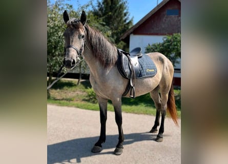 More ponies/small horses, Mare, 5 years, 14 hh, Brown