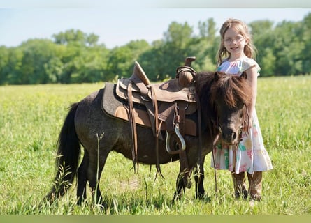 More ponies/small horses, Mare, 5 years, 6.2 hh, Roan-Blue