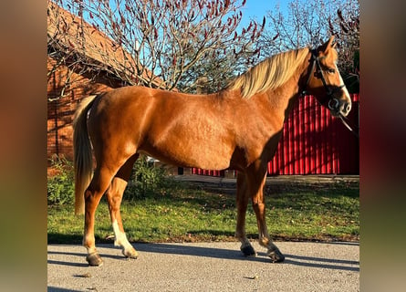 More ponies/small horses, Mare, 6 years, 13.2 hh, Chestnut-Red