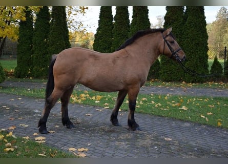 More ponies/small horses Mix, Mare, 6 years, 14.1 hh, Dun