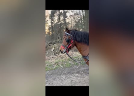 More ponies/small horses, Mare, 7 years, 13 hh, Brown