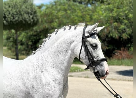 Weitere Ponys/Kleinpferde, Stute, 7 Jahre, 14,1 hh, Schimmel