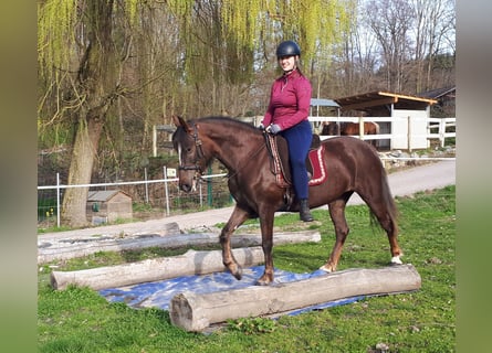 More ponies/small horses, Mare, 8 years, 14.1 hh, Chestnut