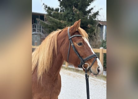 More ponies/small horses, Mare, 8 years, 14,2 hh, Chestnut