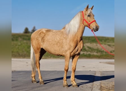 More ponies/small horses, Mare, 8 years, 14,2 hh, Palomino