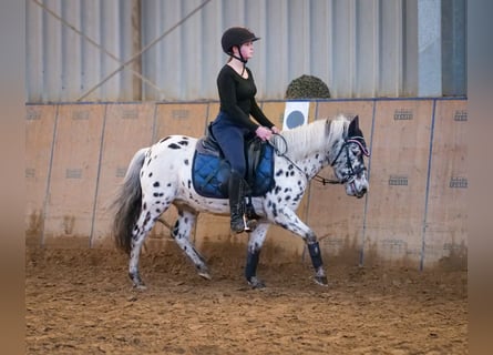 More ponies/small horses, Mare, 9 years, 10,2 hh, Leopard-Piebald