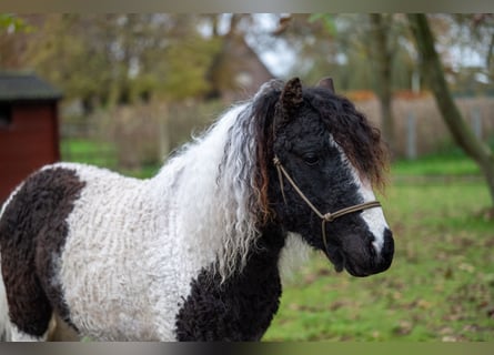 More ponies/small horses, Stallion, 2 years, 10,2 hh, Pinto