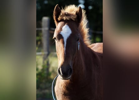 More ponies/small horses, Stallion, 2 years, 14.2 hh, Chestnut-Red