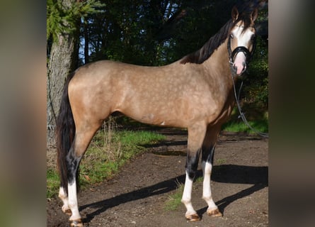 More ponies/small horses, Stallion, 2 years, 14,2 hh, Dun