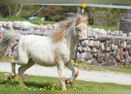 More ponies/small horses, Stallion, 3 years, 9,1 hh, Roan-Red