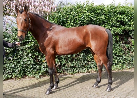 More ponies/small horses, Stallion, 6 years, 15.2 hh