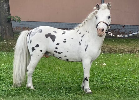 More ponies/small horses, Stallion, 7 years, 9.2 hh, Leopard-Piebald
