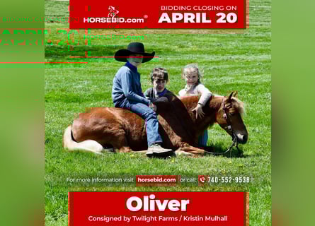 More ponies/small horses, Gelding, 10 years, 11 hh, Chestnut