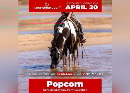 More ponies/small horses, Gelding, 10 years, 12.2 hh, Pinto