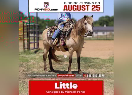 More ponies/small horses, Gelding, 10 years, 12 hh, Buckskin