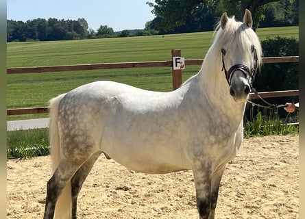 More ponies/small horses, Gelding, 10 years, 13.2 hh, Grey