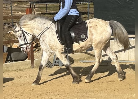 More ponies/small horses, Gelding, 10 years, 13,1 hh, Leopard-Piebald