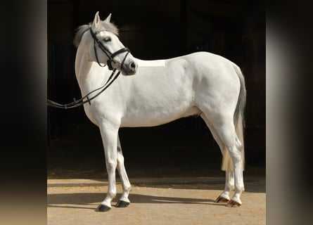 More ponies/small horses, Gelding, 10 years, 14.1 hh, Grey