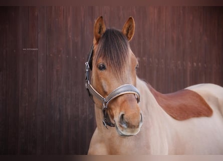 More ponies/small horses, Gelding, 10 years, 14.2 hh, Chestnut-Red