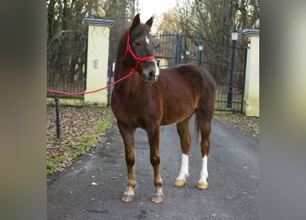 More ponies/small horses, Gelding, 10 years, 14,3 hh, Brown