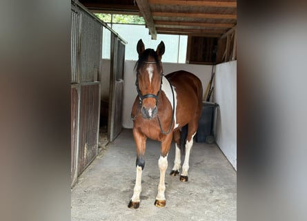More ponies/small horses, Gelding, 10 years, 15,1 hh, Pinto