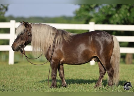 More ponies/small horses, Gelding, 10 years, 8,2 hh, Palomino