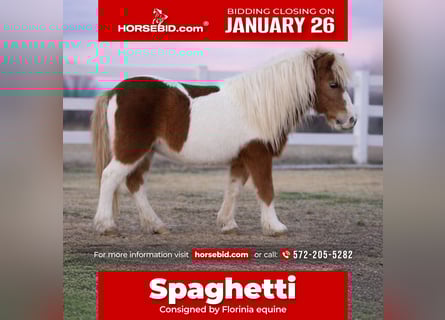 More ponies/small horses, Gelding, 10 years, 9.2 hh, Pinto