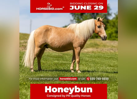 More ponies/small horses, Gelding, 10 years, 9 hh, Palomino