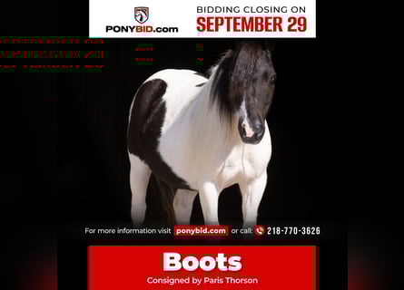 More ponies/small horses, Gelding, 10 years, 9 hh, Pinto