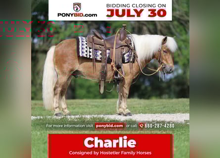 More ponies/small horses, Gelding, 10 years, 9 hh, Sorrel